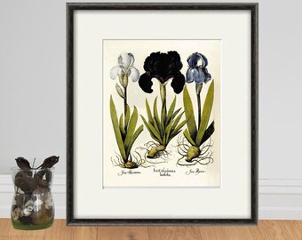 Antique Iris Botanical Art Print: Basilius Besler, c.1613