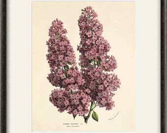 Lilac art print antique prints flower art print Botanical Art Prints Home Decor Wall Art Victorian art Garden Wall Art flowers French art