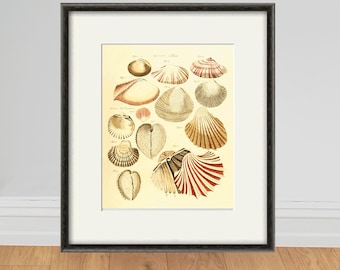 Antique Sea Shell Print: Hand-Colored Lithograph, Nautical Ocean Decor