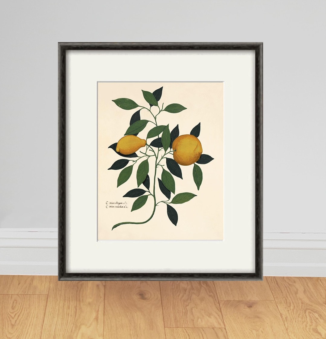 Vintage Lemon Botanical Print, Antique Kitchen Wall Art - Etsy