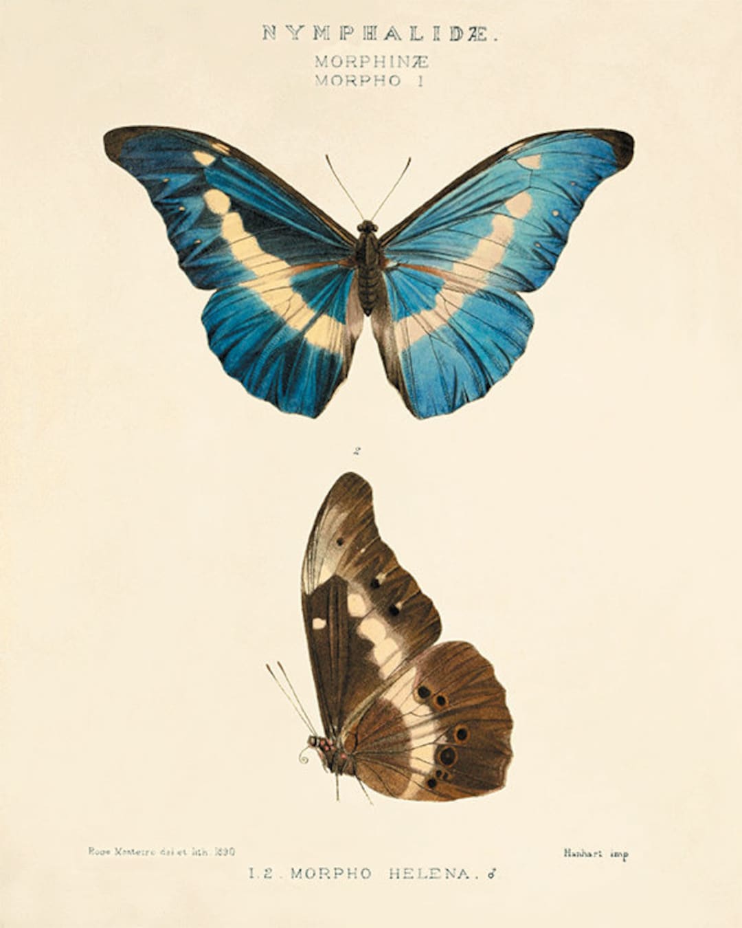 Buy Vintage Butterfly Art Print: Natural History Victorian Garden Decor  Online in India