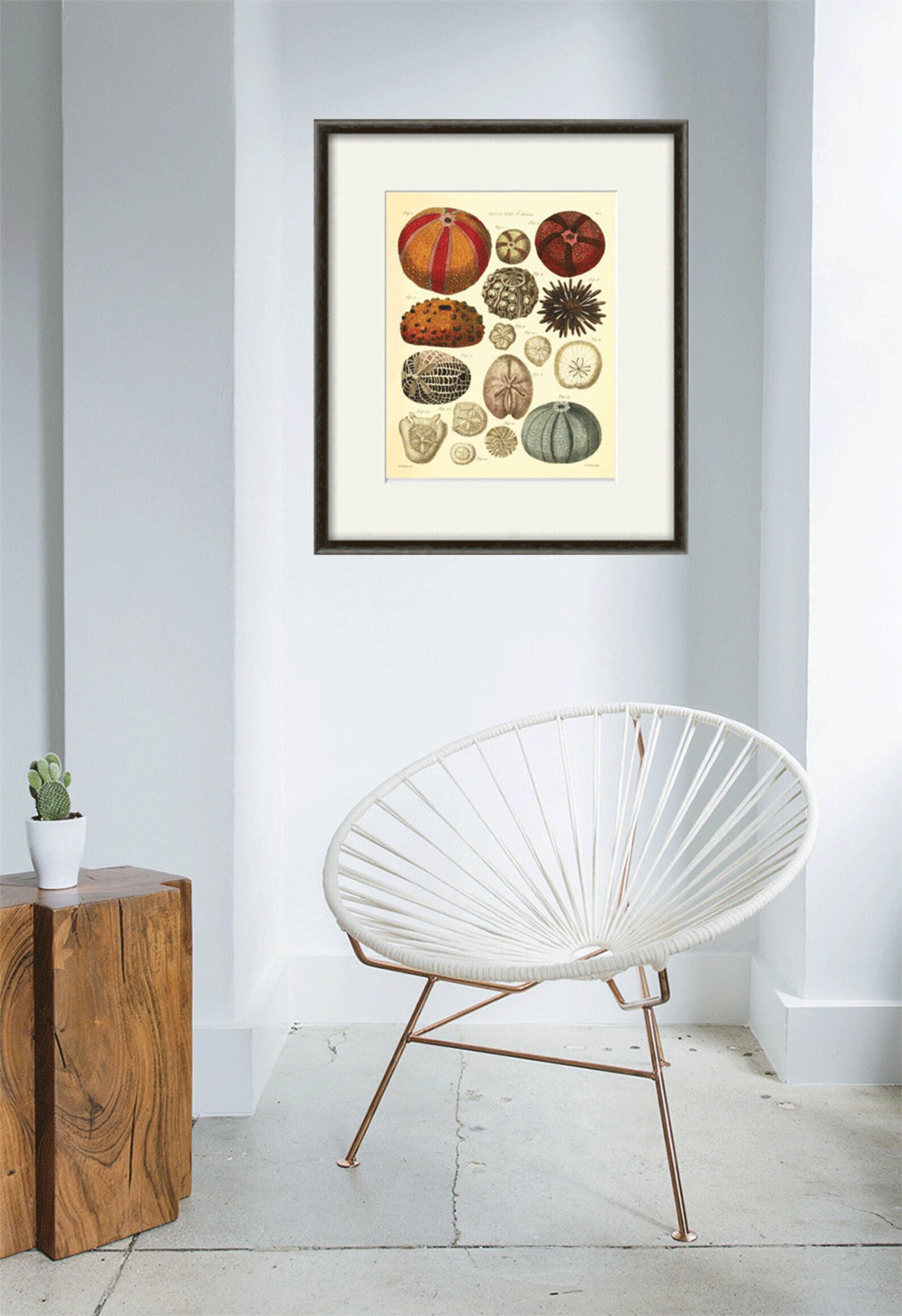 Sea Urchins Art Print Vintage Nautical Art Print Old Prints Etsy