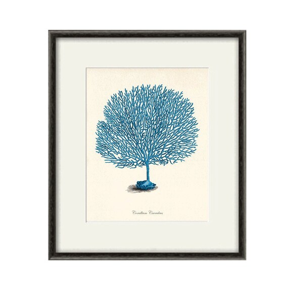 Blue coral art print Vintage nautical art print sea art print Etsy