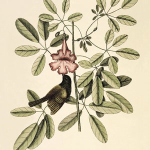May include: An antique botanical illustration of a bird perched on a flowering plant. The artwork features a small bird with brown and black plumage, a pink flower, and green leaves. The text at the bottom reads "The Bahama Sparrow."