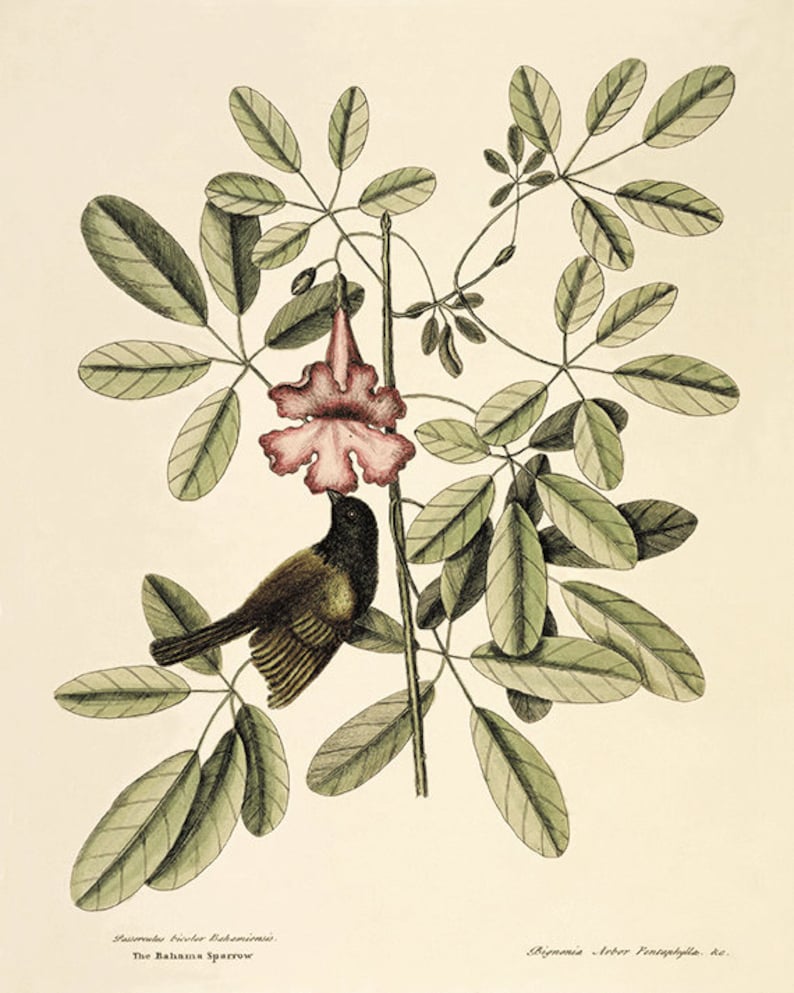 May include: An antique botanical illustration of a bird perched on a flowering plant. The artwork features a small bird with brown and black plumage, a pink flower, and green leaves. The text at the bottom reads "The Bahama Sparrow."
