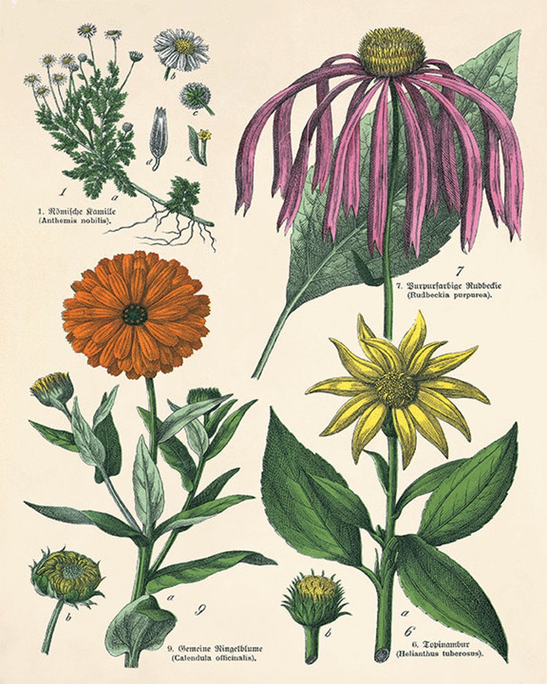 Antique Flower Print Cottage Wall Art Flowers Victorian Print Etsy