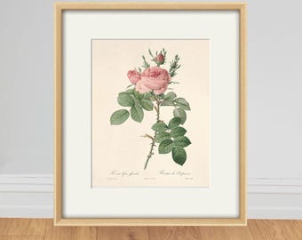 Antique Pink Rose Botanical Print: Victorian Wall Art