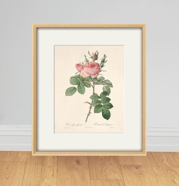 薔薇の壁掛けアート　A71 アンティークピンクのバラの植物画：ビクトリア朝の壁掛けアート
