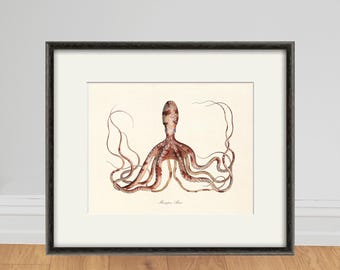 Antique Octopus Art Print: Vintage Nautical Ocean Decor
