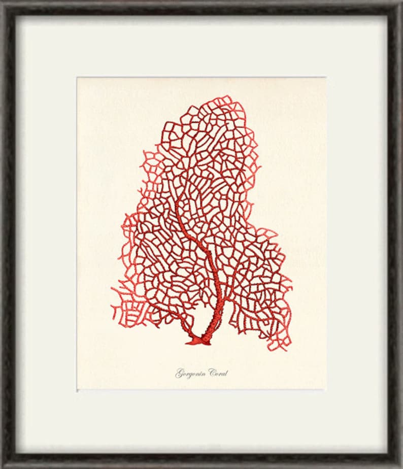 Sea Coral Art Print Vintage Sea Art Print Old Prints Nautical Etsy