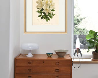 ヴィンテージのツツジのアートプリント：ビクトリア朝の植物画