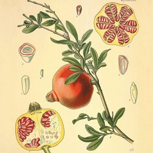 Pomegranate art kitchen art print antique prints botanical art prints garden wall art antique wall art Victorian art old prints fruit art