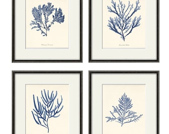 Coastal art print nautical print Ocean Decor Beach wall decor coastal prints Sea beach art coastal wall art vintage Beach Wall Art seaweed