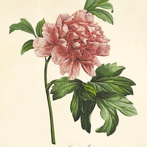 Pink Peony art print antique prints flower art print botanical art prints Vintage prints Victorian art French prints garden wall art flower