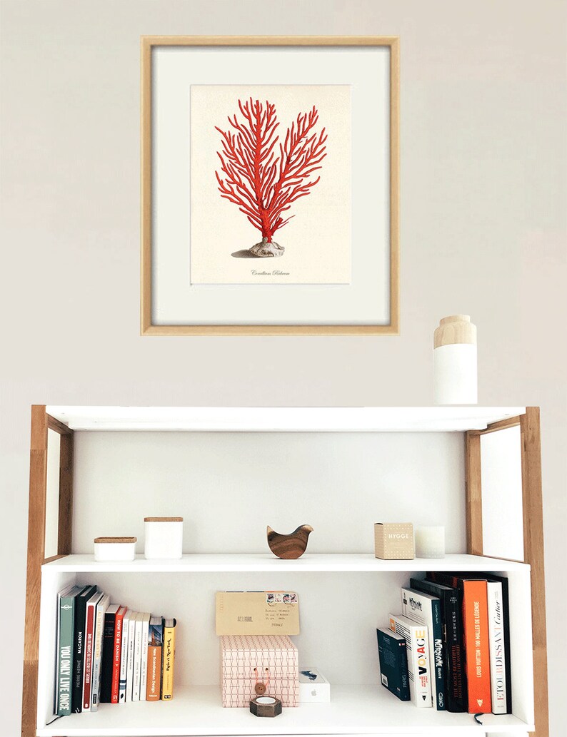 Sea Coral Art Print Vintage Sea Art Print Old Prints Nautical Etsy