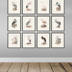 Bird wall art print Bird art print Nature print art print poster wall art print Victorian art old prints Garden Wall art print set image 9