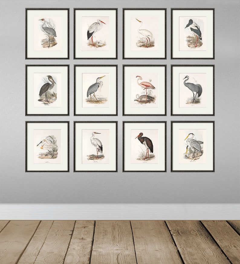 Bird wall art print Bird art print Nature print art print poster wall art print Victorian art old prints Garden Wall art print set image 9