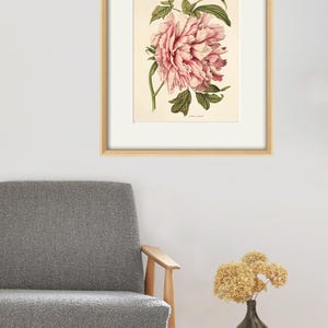 May include: A framed botanical illustration of a pink peony flower with green leaves. The illustration is on a cream background and the text "Paeonia Moutan" is printed below the flower.
