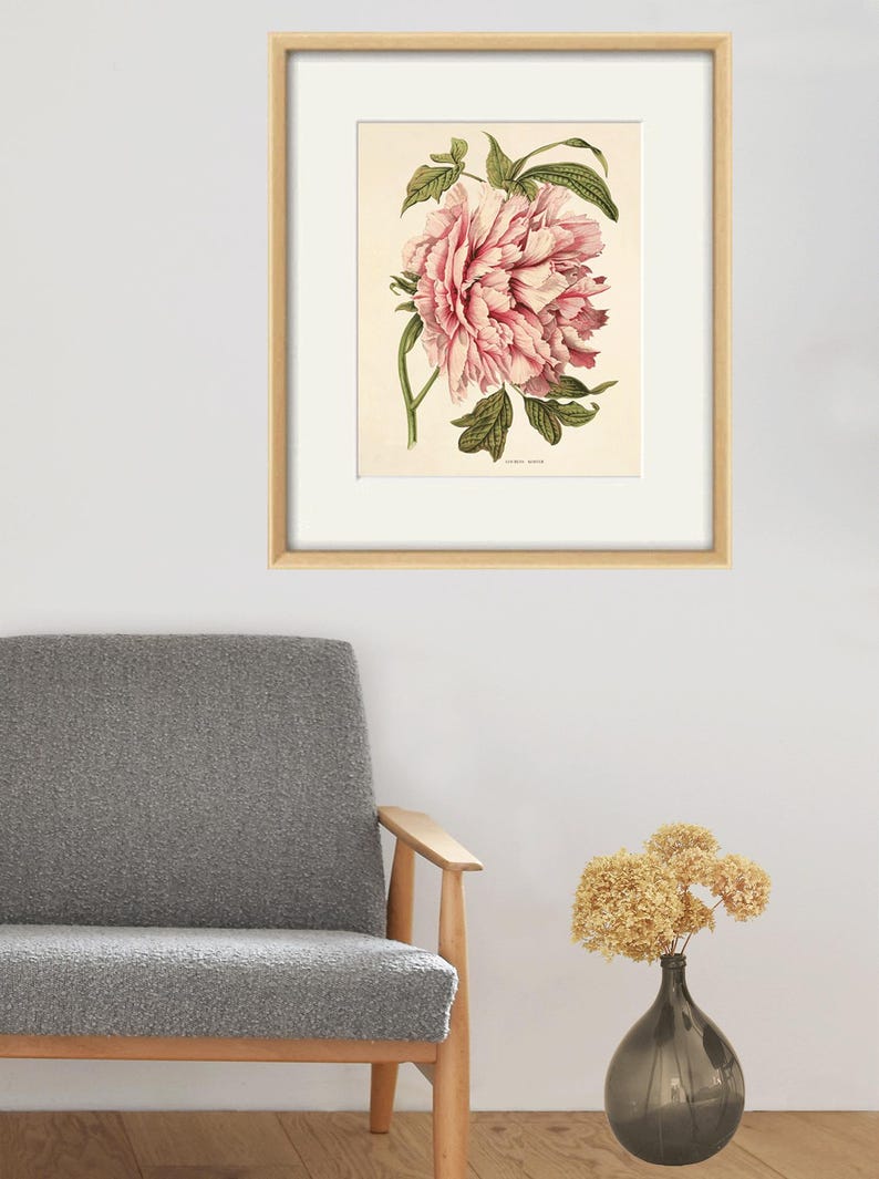 May include: A framed botanical illustration of a pink peony flower with green leaves. The illustration is on a cream background and the text "Paeonia Moutan" is printed below the flower.