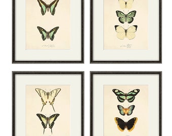 Juego de láminas antiguas de mariposas: decoración de pared de historia natural.