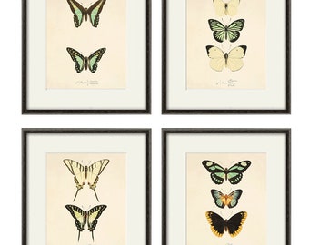 Antique Butterfly art  Butterfly Print set Natural History art old prints antique prints Victorian art green butterfly decor home deco wall