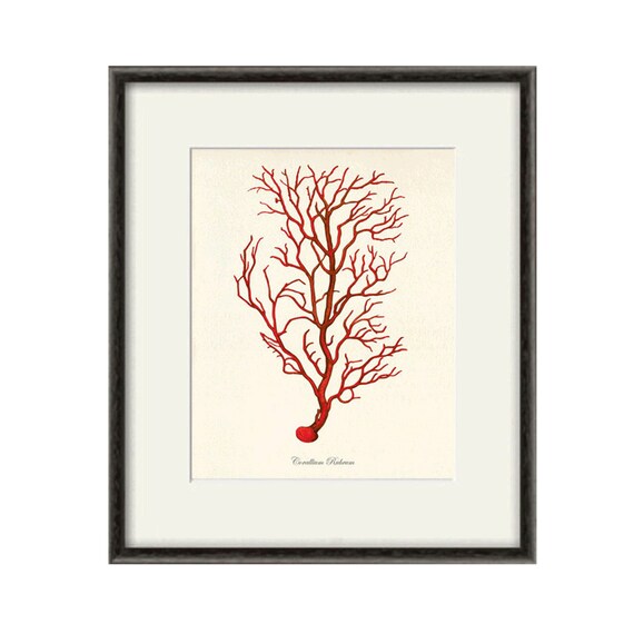 Sea Coral Art Print Vintage Sea Art Print Old Prints Nautical Etsy UK