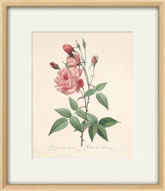 Antique Rose Print: Victorian Botanical Wall Art - Etsy