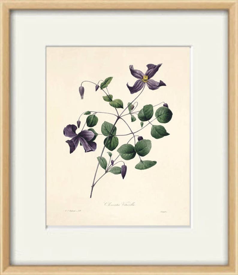 Violet flowers print poster antique print Botanical Art Print Home Decor Wall Victorian art Garden Wall Art flower art print botanical print