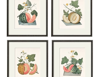 Pumpkin art kitchen art print antique botanical art prints Vintage garden art print home decor wall art kitchen antique prints vegetable art