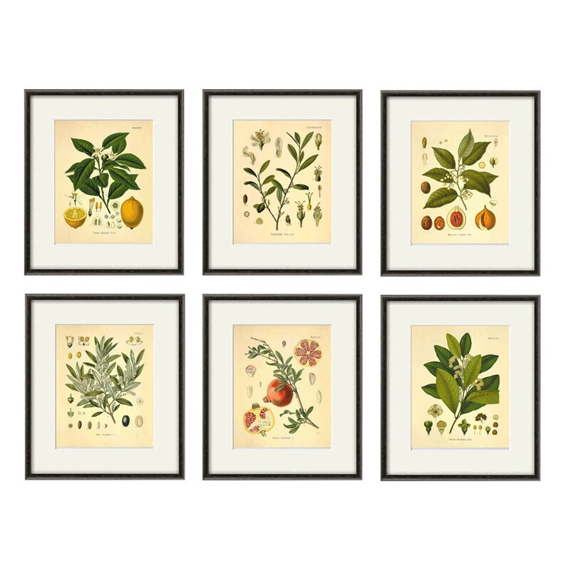 Kitchen Herbs Wall Art Antique Botanical Print Set of 6 Herb Etsy