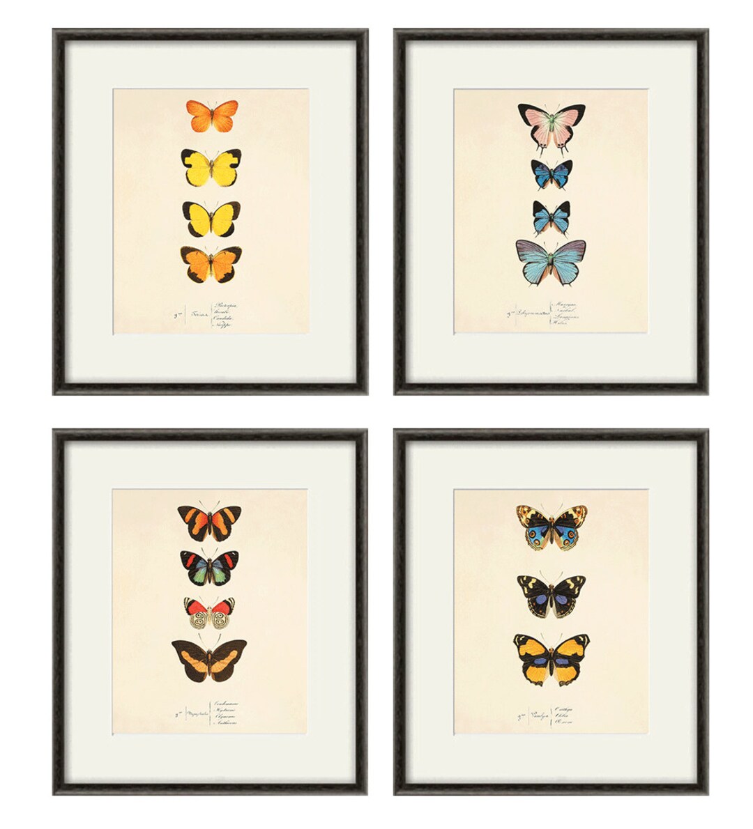 Antique Butterfly Art Butterfly Print Set Natural History Art Old ...