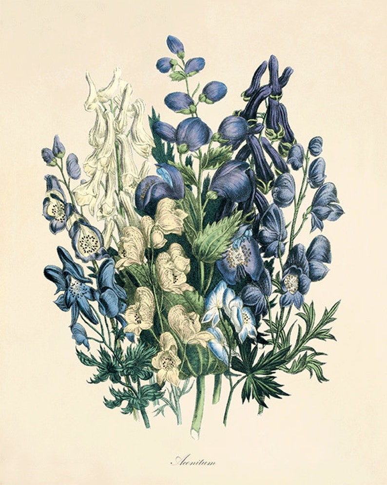 Antique French Botanical Print: Blue Vintage Flower Wall Art - Etsy