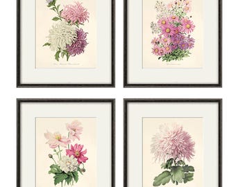 Antique Pink Flower Prints, Set of 4: Botanical Wall Art