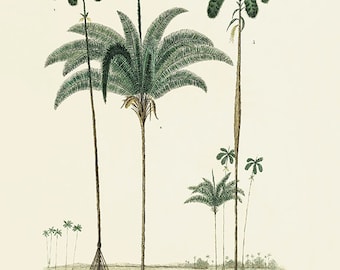 Vintage Palm Tree Botanical Print: Antique Tropical Wall Art