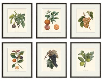 Antique fruit art print Vintage kitchen art print antique botanical art prints fruit wall art kitchen art decor fruit print vintage set of 6