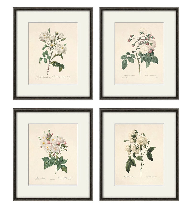 Antique Botanical Print Botanical Art Prints Flower Prints Etsy