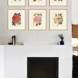May include: Six framed botanical prints of pink and white peonies on a white wall above a black fireplace.