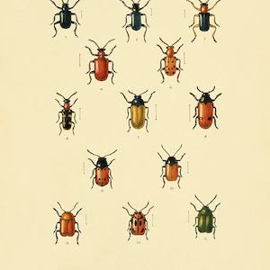 Antique Insect art print Beetle art print insect wall art Vintage insect decor Antique Prints entomology art Natural History art Bug art