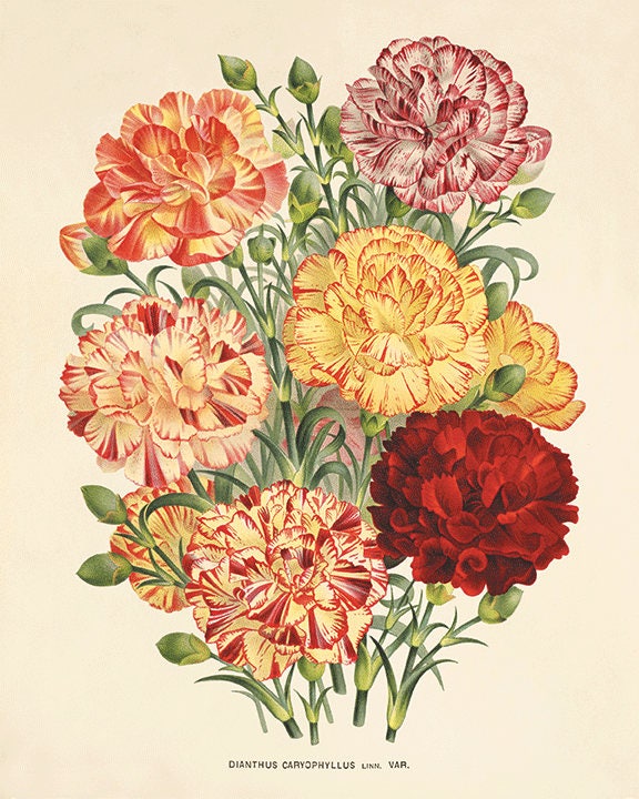 Antique flower print Cottage wall art flowers Victorian print French decor antique wall art Flower decor Botanical wall art Garden print