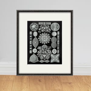 Sea urchin vintage art nautical print Ocean art Sea beach art Antique wall art nature print natural history art Home decor art Ocean life