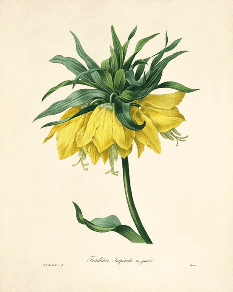 Yellow Lily Art Antique Flower Art Cottage Wall Art Victorian Etsy