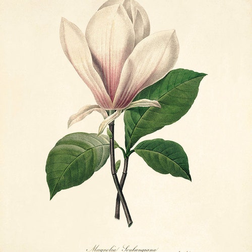 Lilac Vintage Flower Art Print Antique Wall Art Flower Wall Etsy