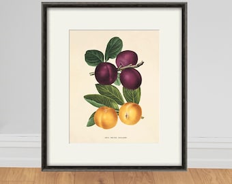 Vintage Plum Print: Botanical Victorian Fruit Wall Art