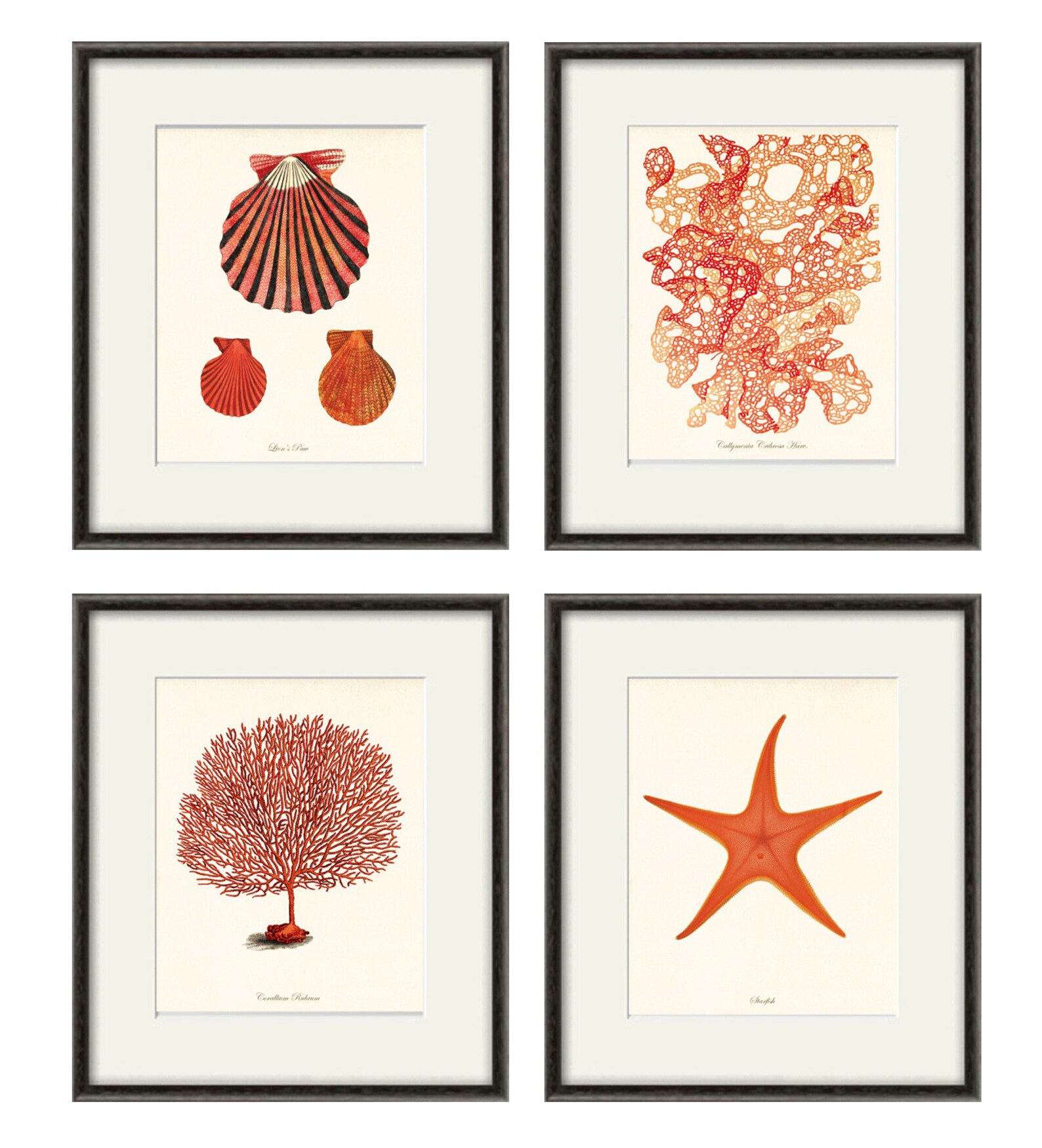 Red Sea Coral Art Nautical Print Set Sea Art Print Vintage Etsy