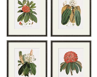 Antique botanical prints SET of 4 Botanical art prints flower prints wall art flowers botanical poster antique wall art home decor wall art