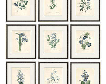 Juego de 9 láminas botánicas antiguas: Arte mural de flores azules de Redoute