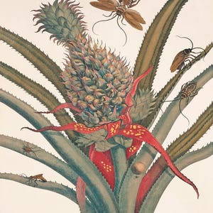 Ananas kunst print vintage botanische kunst print oude prenten Garden Wall Art Victoriaanse kunst home decor muur antieke prints fruit art print