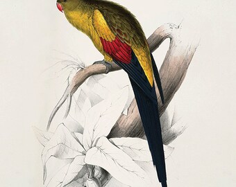 Antique Parrot Art Print: Victorian Bird Illustration