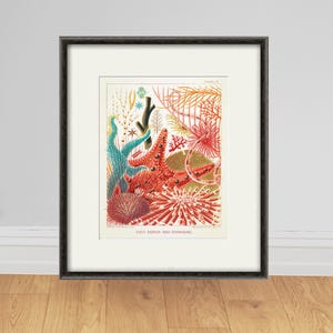 Sea Coral art print Vintage sea art print old prints nautical art print Ocean art print  Natural History art sea life art nature art print