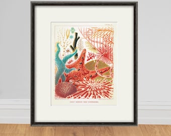 Vintage Seekoralle Kunstdruck: Australische Riff Illustration